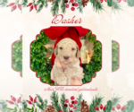 Small Photo #2 Goldendoodle Puppy For Sale in ROCKY MOUNT, NC, USA