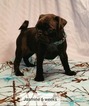 Small Photo #2 Pug Puppy For Sale in PARSONS, KS, USA