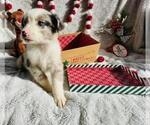 Small Photo #1 Miniature Australian Shepherd Puppy For Sale in ADAIRSVILLE, GA, USA