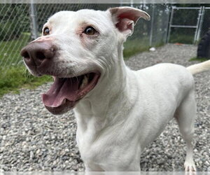 Mutt Dogs for adoption in Anchorage, AK, USA