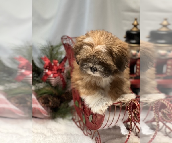 Medium Photo #1 Lhasa Apso Puppy For Sale in BOERNE, TX, USA
