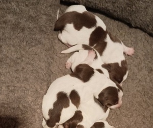 Medium Dachshund