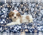 Small #6 Cavapoo (Miniature)