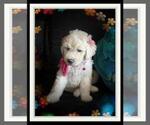 Small Photo #189 Sheepadoodle Puppy For Sale in RIALTO, CA, USA