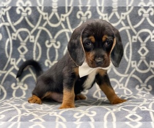 Beagle Puppy for sale in LAKELAND, FL, USA