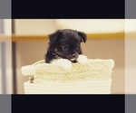 Small Photo #3 Australian Shepherd Puppy For Sale in DIAMOND VALLEY, UT, USA