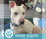 Small #6 American Pit Bull Terrier Mix