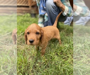 Irish Setter Puppy for sale in COUPEVILLE, WA, USA