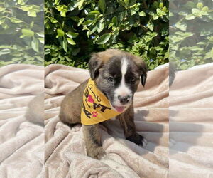 Mutt Dogs for adoption in Menifee, CA, USA