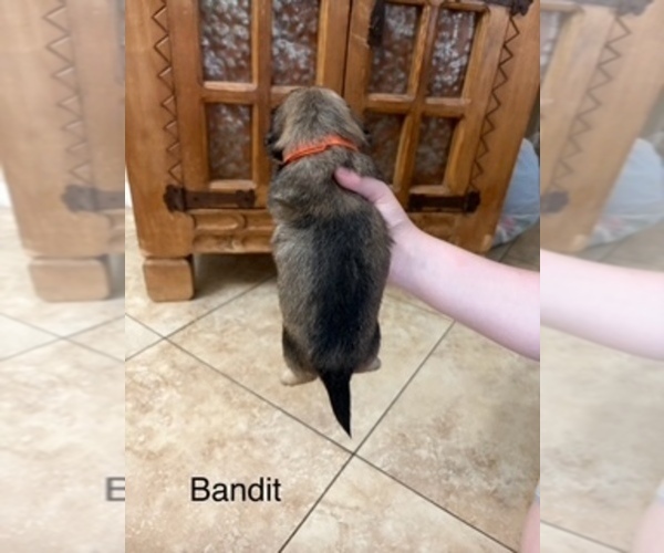 Medium Photo #46 Shih Apso Puppy For Sale in SCOTTSDALE, AZ, USA
