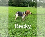 Small Photo #1 Beagle Puppy For Sale in WOODBRIDGE, VA, USA