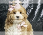 Puppy Pinkie Pie UABR Mastiff
