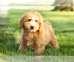 Small Photo #2 Poodle (Miniature) Puppy For Sale in SHIPSHEWANA, IN, USA