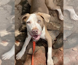 Sweet Sage - Female Mutt Dog for Adoption - Photo #3