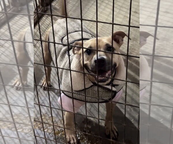 Medium Photo #5 American Staffordshire Terrier-Unknown Mix Puppy For Sale in Jackson, MS, USA