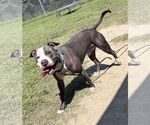 Small #3 American Pit Bull Terrier Mix
