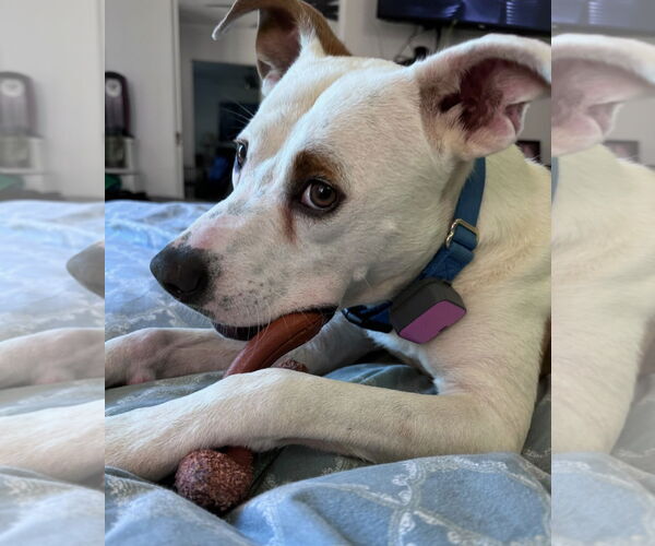 Medium Photo #1 Mutt Puppy For Sale in Atlanta, GA, USA