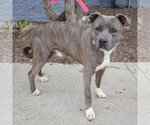Small #1 American Staffordshire Terrier-Catahoula Leopard Dog Mix