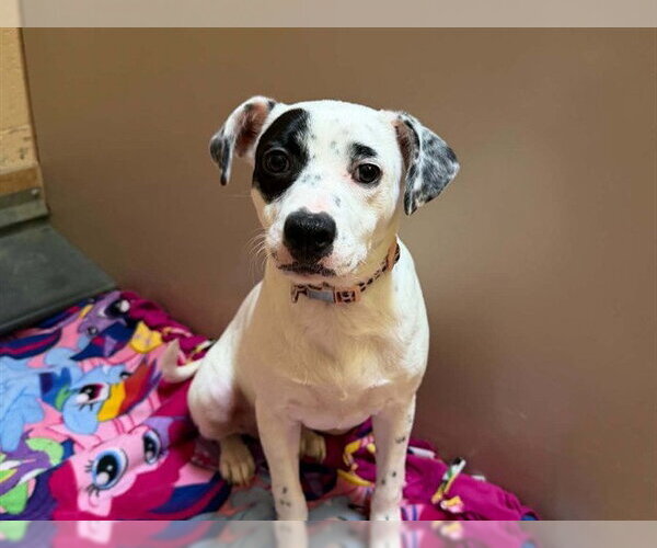 Medium Photo #1 Mutt Puppy For Sale in Martinez, CA, USA