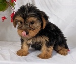 Puppy Pablo Yorkshire Terrier