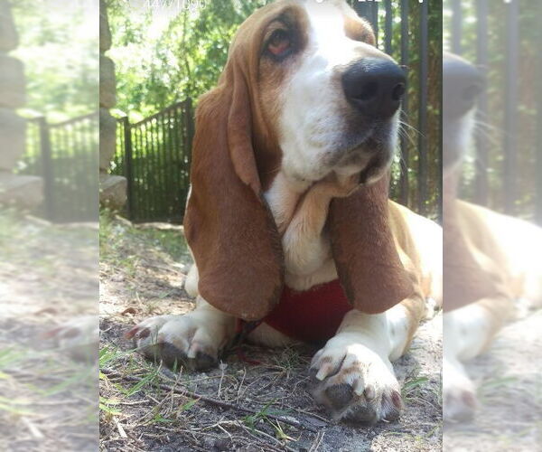 Medium Photo #4 Basset Hound Puppy For Sale in Carrollton, TX, USA