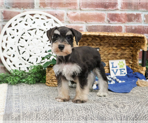 Schnauzer (Miniature) Puppy for sale in SYRACUSE, IN, USA