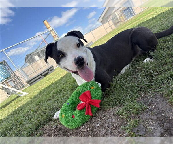 Medium Photo #2 American Pit Bull Terrier Puppy For Sale in Corpus Christi, TX, USA