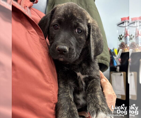 Medium Photo #1 Labrenees Puppy For Sale in Washington, DC, USA