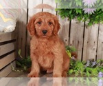 Small Photo #1 Goldendoodle Puppy For Sale in MOUNT VERNON, OH, USA