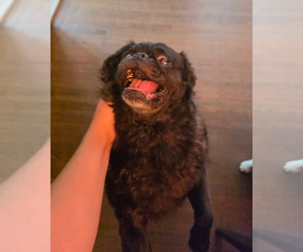 Medium Photo #7 Pug Puppy For Sale in Indianapolis, IN, USA