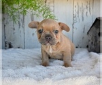 Small #8 French Bulldog