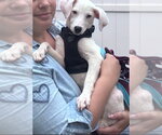 Small Photo #5 Labrador Retriever-Unknown Mix Puppy For Sale in Oakhurst, NJ, USA