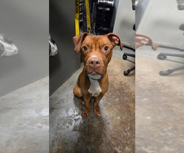 Medium Photo #3 American Staffordshire Terrier Puppy For Sale in Sayreville, NJ, NJ, USA