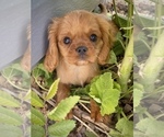 Small Photo #1 Cavalier King Charles Spaniel Puppy For Sale in COLORADO SPRINGS, CO, USA