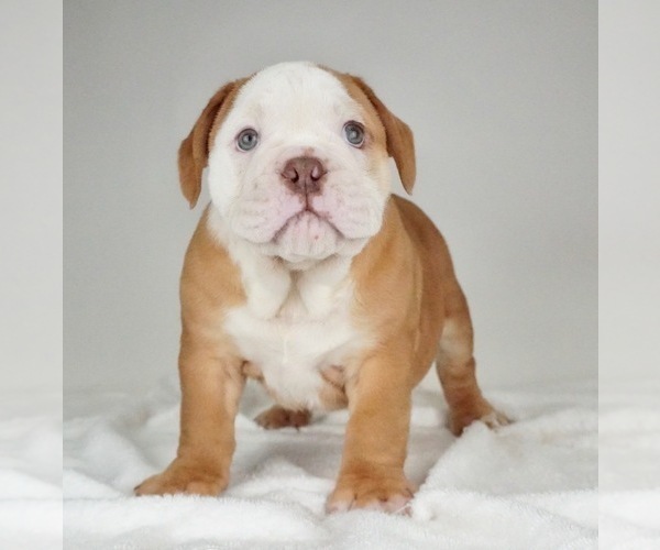Medium Photo #5 Bulldog Puppy For Sale in NAPPANEE, IN, USA