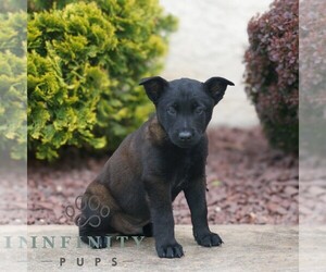 Belgian Malinois Puppy for sale in HONEY BROOK, PA, USA