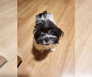 Havanese Dogs for adoption in St. Louis Park, MN, USA