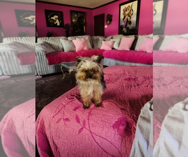 Medium Photo #1 Yorkshire Terrier Puppy For Sale in BROOKHAVEN, MS, USA