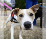 Small #14 American Pit Bull Terrier Mix