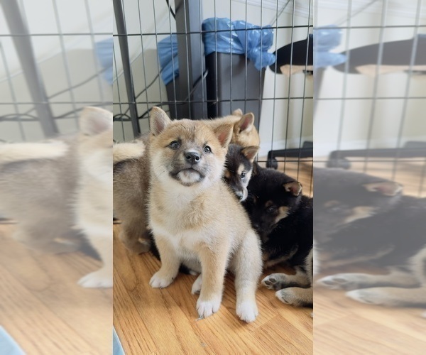 Medium Photo #2 Shiba Inu Puppy For Sale in LOS ANGELES, CA, USA