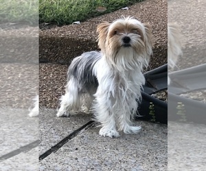 Father of the Yorkshire Terrier puppies born on 06/30/2025