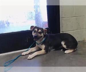 German Shepherd Dog Dogs for adoption in Tulsa, OK, USA