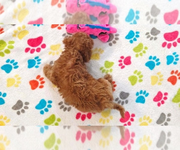 Medium Photo #4 Cavapoo (Miniature)-Poodle (Toy) Mix Puppy For Sale in ORO VALLEY, AZ, USA