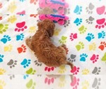 Small #3 Cavapoo (Miniature)-Poodle (Toy) Mix