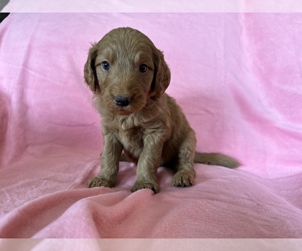 Medium Photo #31 Goldendoodle Puppy For Sale in CHIPLEY, FL, USA