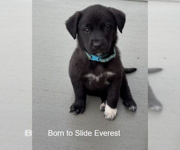 Medium Photo #1 Labrador Retriever-Unknown Mix Puppy For Sale in Sandy, UT, USA