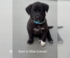 Labrador Retriever-Unknown Mix Dogs for adoption in Sandy, UT, USA