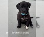 Small Labrador Retriever Mix
