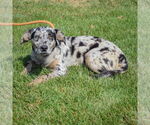 Small #3 Catahoula Leopard Dog-Labrador Retriever Mix
