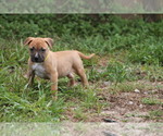 Small Photo #21 American Pit Bull Terrier Puppy For Sale in NAPLES, FL, USA